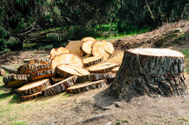 Reliable Highlands, TX Tree Removal Services Solutions